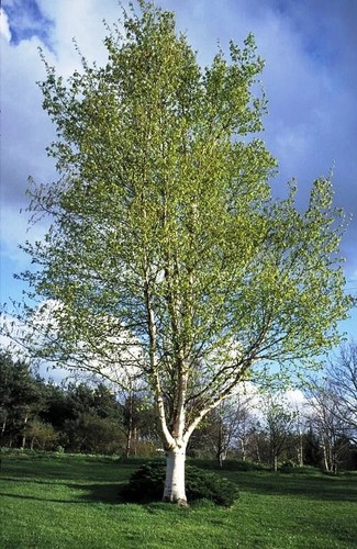 Weeping silver birch hardy - birch,