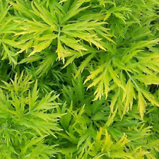 Sambucus nigra 'Golden Tower'