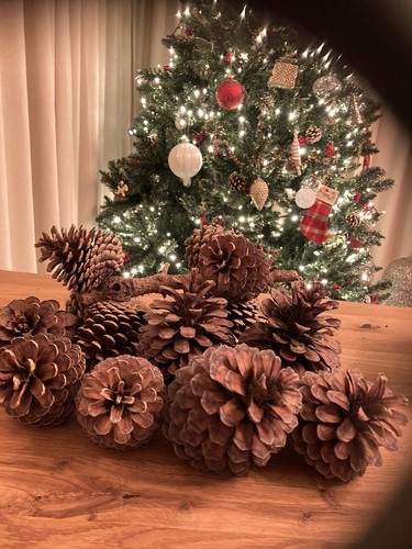 Pine cones extra - cones,