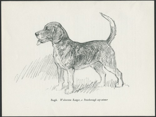 Beagle hound vintage - hound, 1937