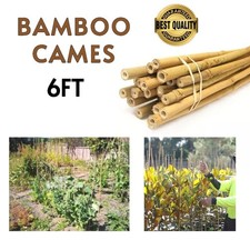 6FT Natural Bamboo Canes Heavy