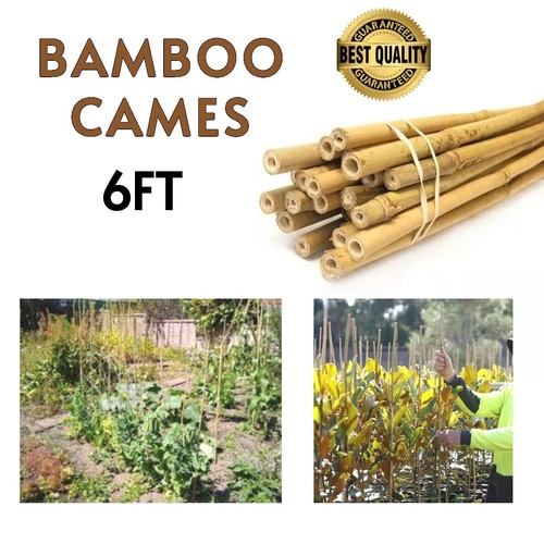 6ft natural bamboo canes heavy - bamboo,
