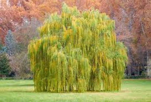 Weeping willow tree - 1,