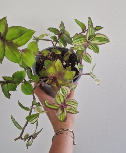 Tradescantia callisia - tradescantia,