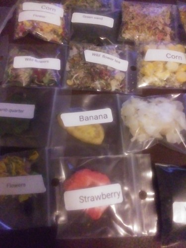 Land hermit crab food treat - land,