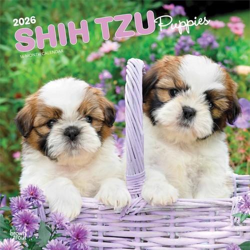 Shih tzu puppies - puppies, calendar
