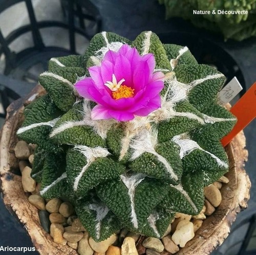 Ariocarpus - x,
