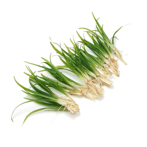 Sagittaria subulata grass live - sagittaria,