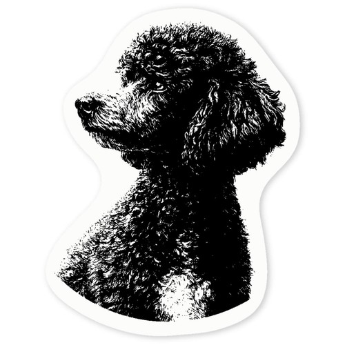 Miniature poodle portrait - poodle, portrait'