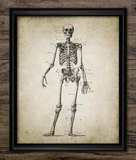 Human skeleton print antique - human,