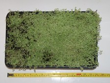 Mind your own business Babys