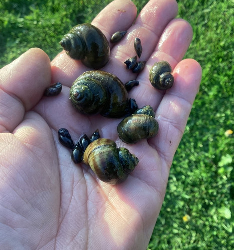 Wild pond snail - pond, brown
