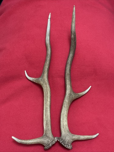 Pair red deer - pair, of