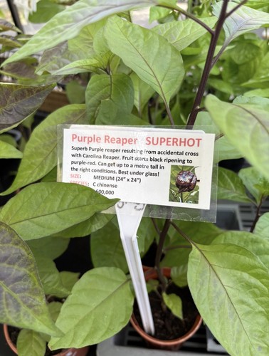 Purple reaper superhot - purple, chilli