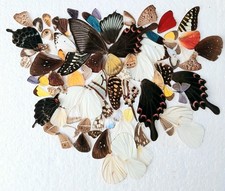  Real Butterfly Wings Ideal