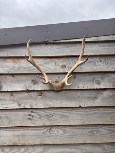 Highland red stag antlers - red,