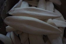 10 X GIANT CUTTLEFISH BONE