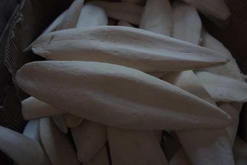 Giant cuttlefish bone - 10,
