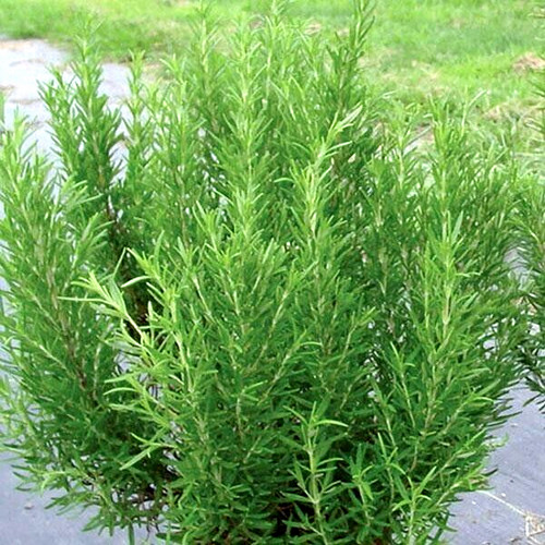 Rosemary rosmarinus - rosemary,