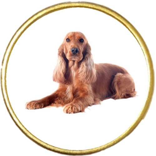 Welsh springer spaniel dog - springer, pet