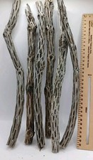 2 x Cholla Cactus Wood (2x12")- Aquariums Shrimp Snails Fry Aquascape Parrot