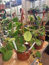 Hoya Obovata splash ,large