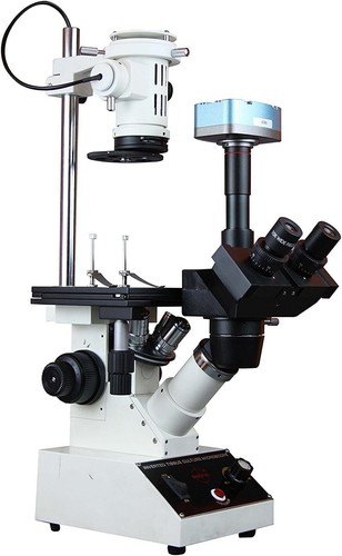 Radical inverted live cell - inverted,