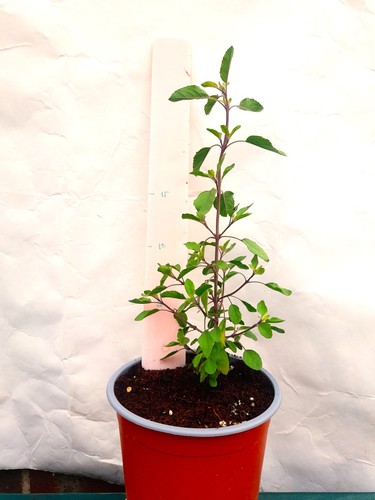 Fully mature krishna tulsi - fully,