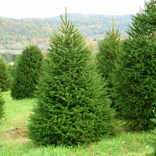 Picea abies norway spruce - picea,