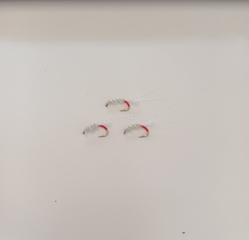 Pearly lagoon shrimp red tag - 3,