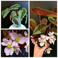 Rare Begonia Silver Edge
