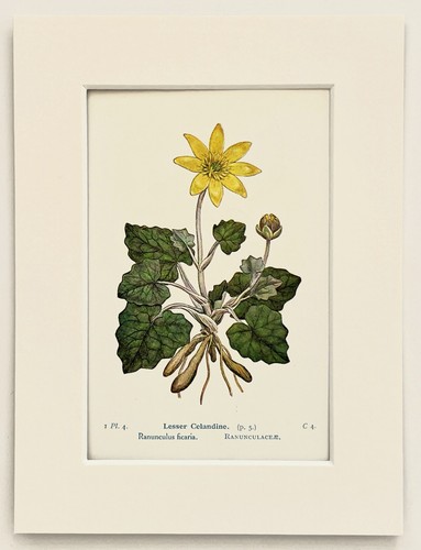 Lesser celandine 1920 - celandine,
