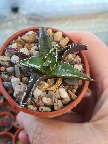 Agave victoriae reginae - agave,