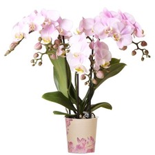 Orchid Phalaenopsis Kolibri Portugal Moth Orchid Real Plants for Indoors