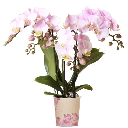 Orchid phalaenopsis kolibri - orchid,