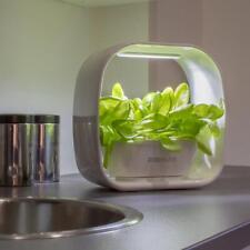 Indoor Kitchen Growing Herb