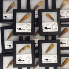Spinosaurus Dinosaur Tooth