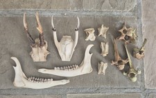 Bone And Antler Bundle Roe