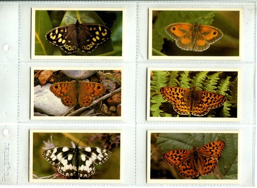 British butterflies 1983 - butterflies,