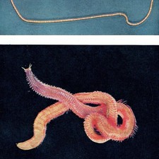 1959 Marine Worms Photographs Ribbon-worm Red Rock-worm Scientific 5 x 8.25 in