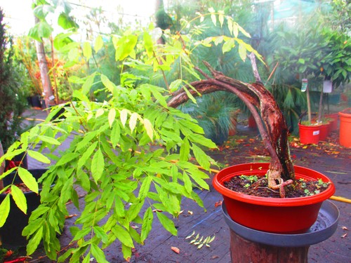 Wisteria prolific tanuki - prolific,