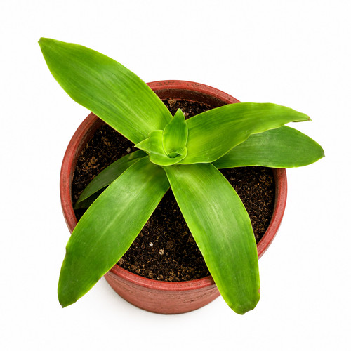 Callisia fragrans seeds - fragrans,