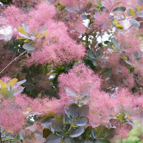 Cotinus coggygria grace - coggygria,