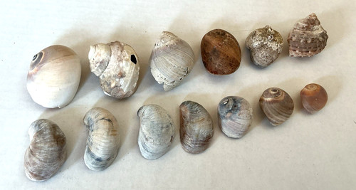 Vintage seashell moon snails - vintage,