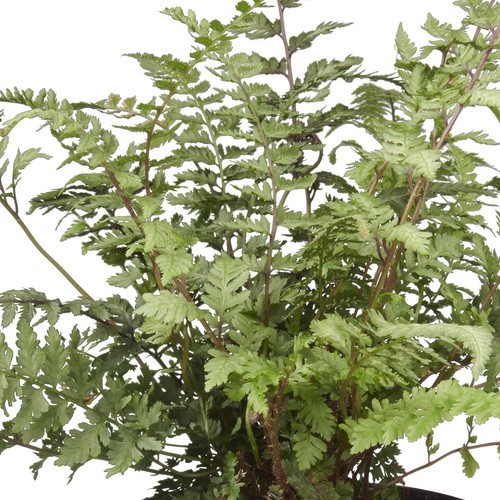 Japanese fern burgundy lace - japanese,