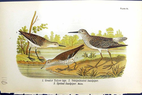 Antique print great - antique,