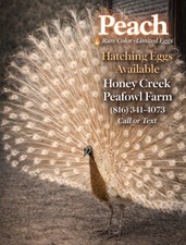 *6* Rare Peafowl Peacock