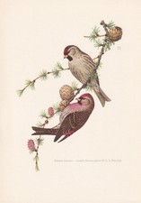 1960 LESSER REDPOLL Bird Print