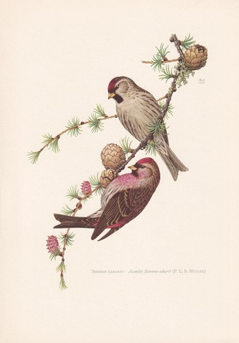 1960 lesser redpoll bird - 1960,