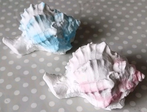 Plaster cast seashells - plaster,